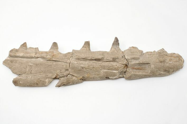 Fossil Mosasaur (Tylosaurus) Jaw Section - Kansas #197481